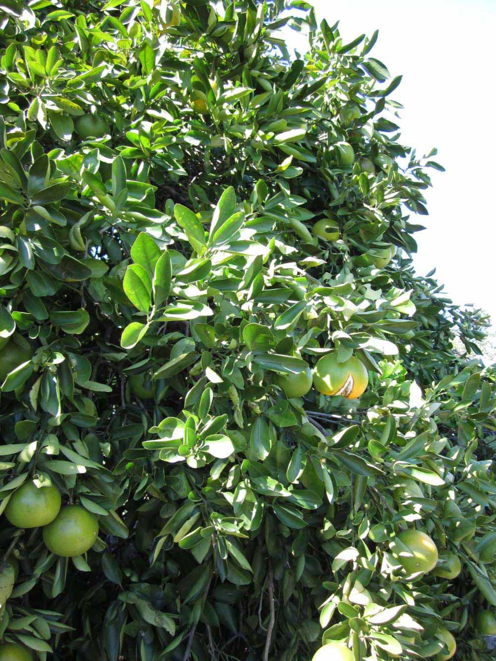              Sun leaves (Winter Haven, FL)       